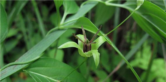 揭秘蚕豆的植物学特点（单子叶植物中的“鹿角豆”）