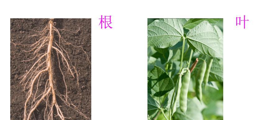 蚕豆是双子叶植物吗（探究蚕豆的植物分类）