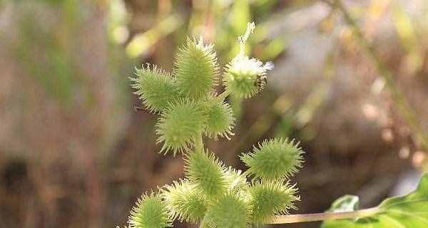 苍耳——生长在草地上的小清新（一种神秘的草本植物）