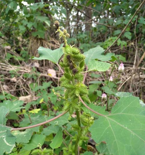 苍耳——生长在草地上的小清新（一种神秘的草本植物）