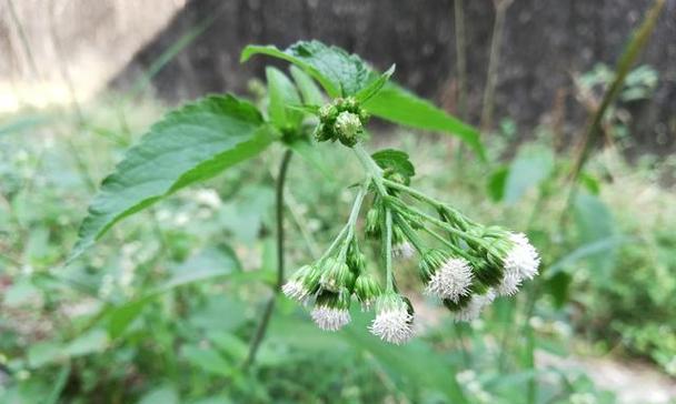 苍术种植月份选择（掌握正确的时间养护苍术更容易）