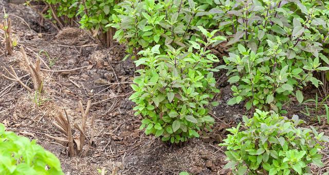 苍术种植全攻略（从选择时间到掌握技巧）