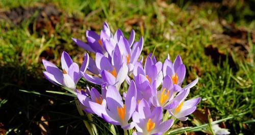 如何在春天种植藏红花（从选地到收获全面指南）