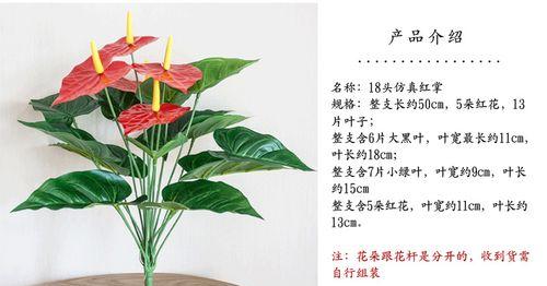 藏红花盆栽种植全攻略（从选苗到管理）