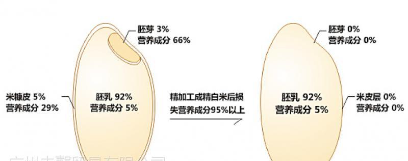 如何快速发芽糙米（掌握这些技巧）