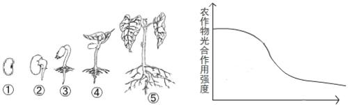 如何快速发芽糙米（掌握这些技巧）