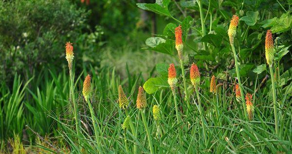 一年生草本花卉的种类及特点（探秘一年生草本花卉的神奇世界）