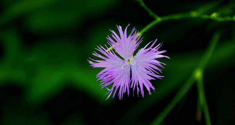 多年生草本植物的生长特点、栽培技巧和应用价值（多年生草本植物的生长特点）