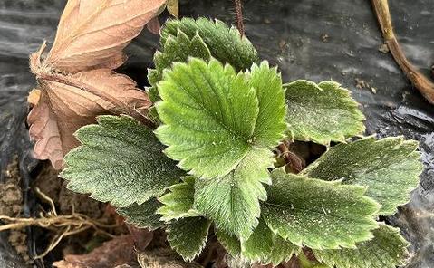 草莓病虫害防治技术（打造健康高产草莓种植体系）