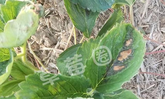 草莓病虫害防治技术与方法措施（农药使用的注意事项）