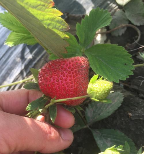 草莓成熟的季节（探究草莓成熟的时间和气候特点）