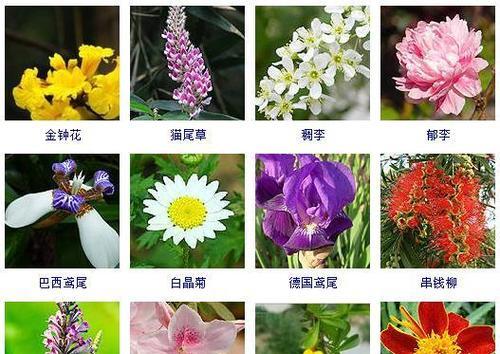 草莓吊兰开花时间及季节介绍（一年四季草莓吊兰开花的奥秘）