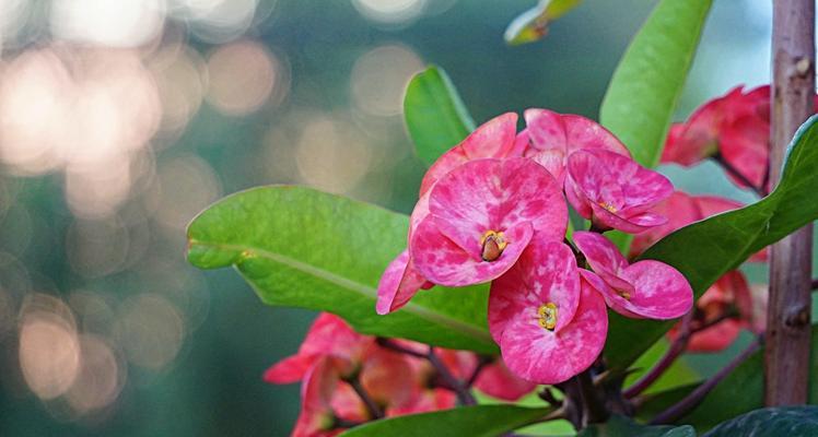 以虎刺梅花语是什么（探索虎刺梅花的象征意义与文化内涵）