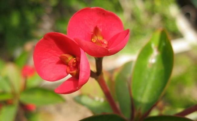 以虎刺梅花语是什么（探索虎刺梅花的象征意义与文化内涵）