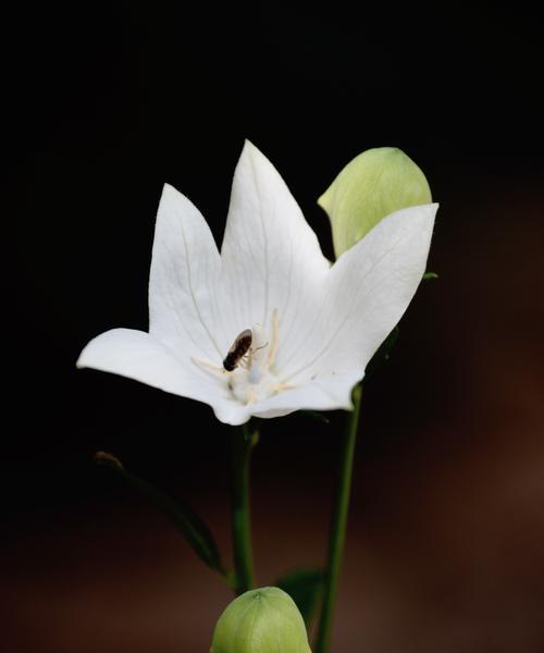 花的美丽和名称的含义（探索花朵之美与命名的奥秘）