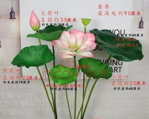 花瓶中的荷花（以插枝荷花为媒介）