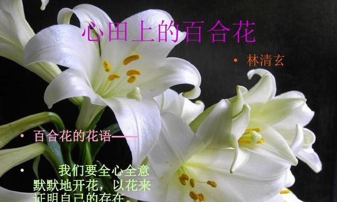 黄金霸百合（花语解读｜美丽）