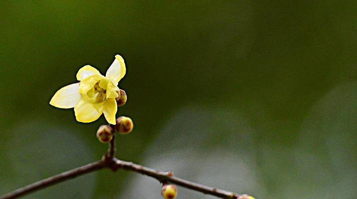 黄腊梅花的花语与意义（美丽的黄腊梅花）