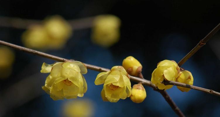 黄腊梅花的花语与意义（美丽的黄腊梅花）