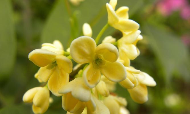 家里种桂花的寓意（桂花的芬芳与美好）