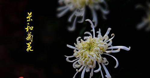 菊花特性花语（菊花花语）