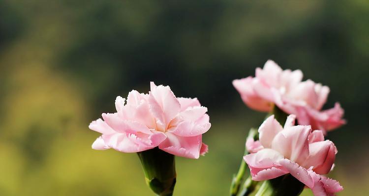 康乃馨数量的含义——花语中的深意（揭秘康乃馨数量背后的传统和象征意义）