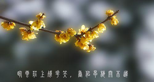 腊梅花语中的爱心（传递爱的力量——腊梅花语解读）