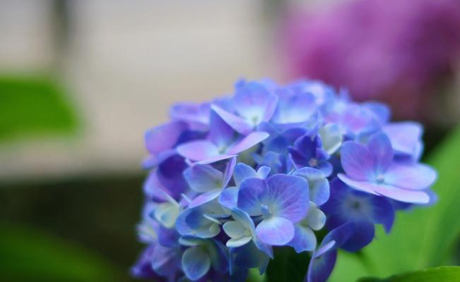 蓝边八仙花花语（唯美、神秘、心灵治愈）