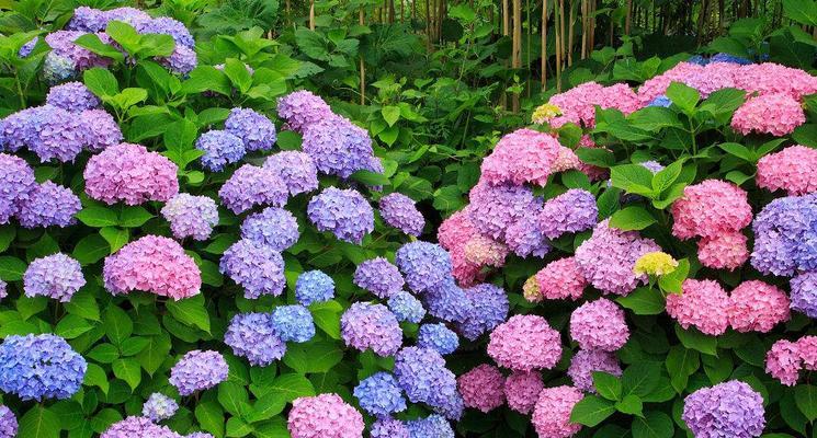 蓝边八仙花花语（唯美、神秘、心灵治愈）