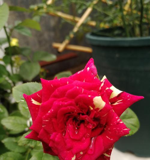 流星雨月季花花语（用花语感受流星雨月季的美好与神秘）