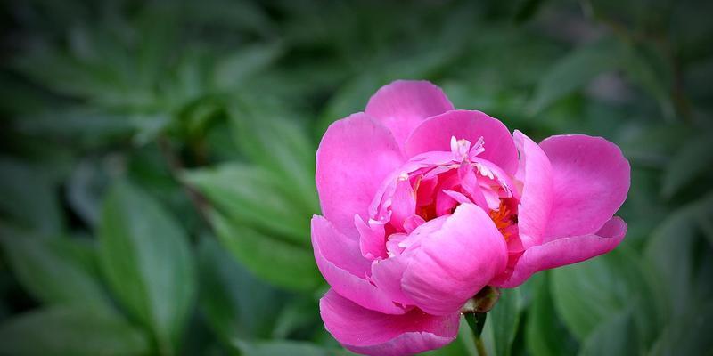 龙须牡丹的花语（探寻龙须牡丹花语之美）