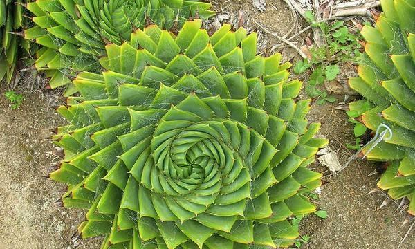 芦荟开花的花语与寓意（揭秘芦荟开花背后的神奇力量）