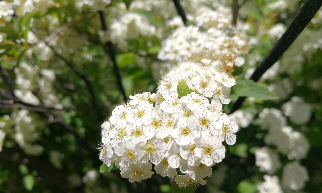 麻叶绣线菊花语，传递美好情感与祝福（用花语述说爱意）