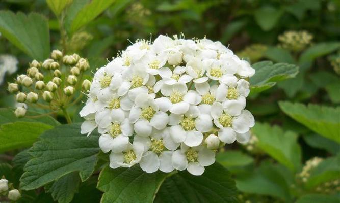 麻叶绣线菊花语，传递美好情感与祝福（用花语述说爱意）