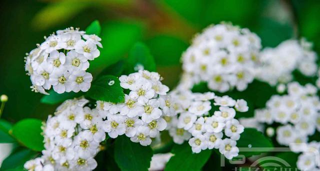 麻叶绣线菊花语，传递美好情感与祝福（用花语述说爱意）