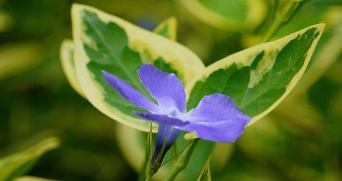 蔓长春花（以蔓长春花的花语传递生命的力量与美好）