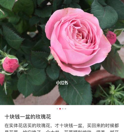 玫瑰花的品种与含义（探索玫瑰花的多样性与意义）