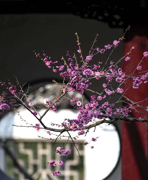 梅花花语的深意（解读梅花花语的象征和内涵）