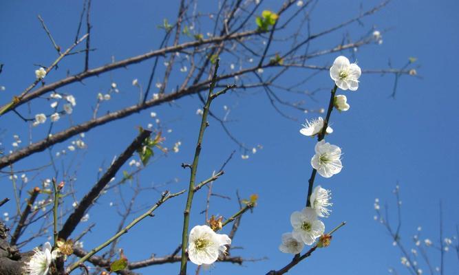 梅花花语的深意（解读梅花花语的象征和内涵）