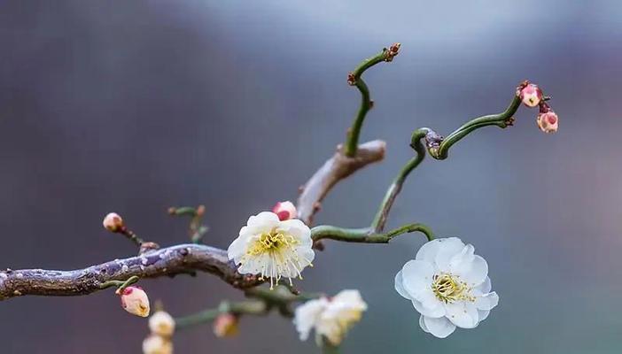 梅花花语的启示——独立坚强（独特韵味中的生命力）