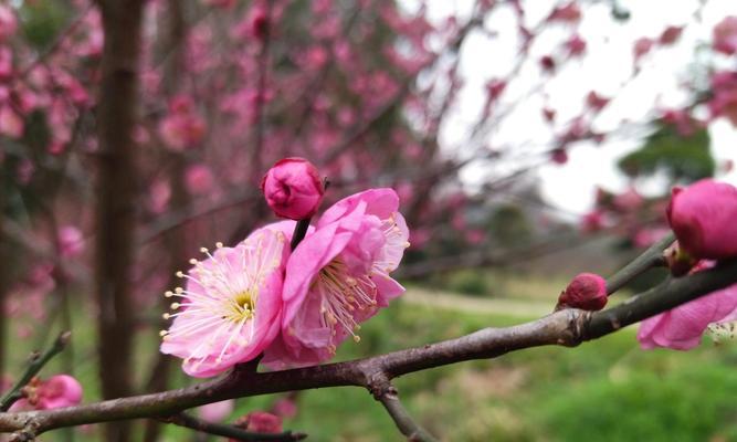 梅花花语的启示——独立坚强（独特韵味中的生命力）