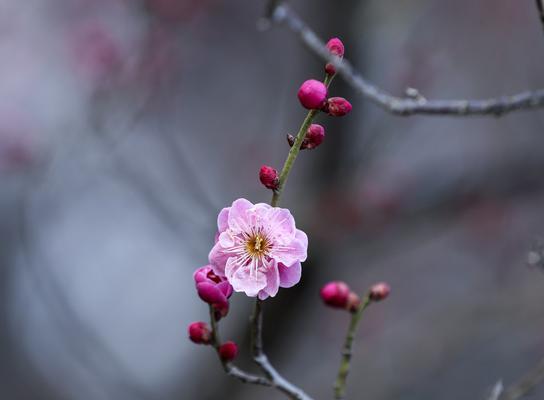 梅花花语的美丽寓意（探究梅花花语的文化传承与意义）