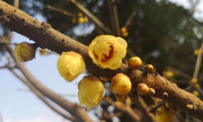 盆栽腊梅花语——寒冬中的芬芳（腊梅花语的意义与传承）