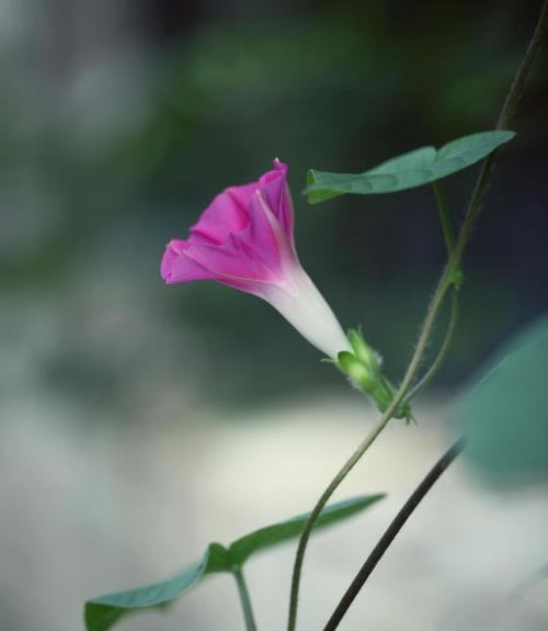 牵牛花花语之花开娇艳，情牵不断（牵牛花的花语和象征意义）