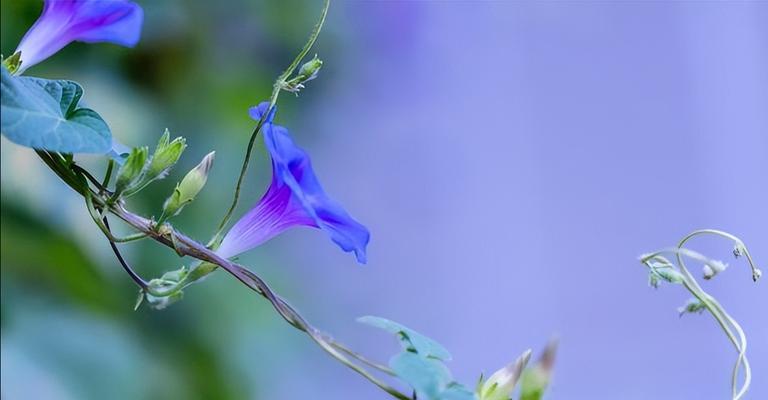 牵牛花（探索牵牛花的象征意义与花语）