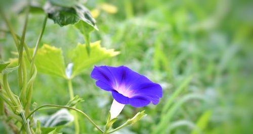 牵牛花的花语及其象征意义（探寻牵牛花的花语和美丽寓意）