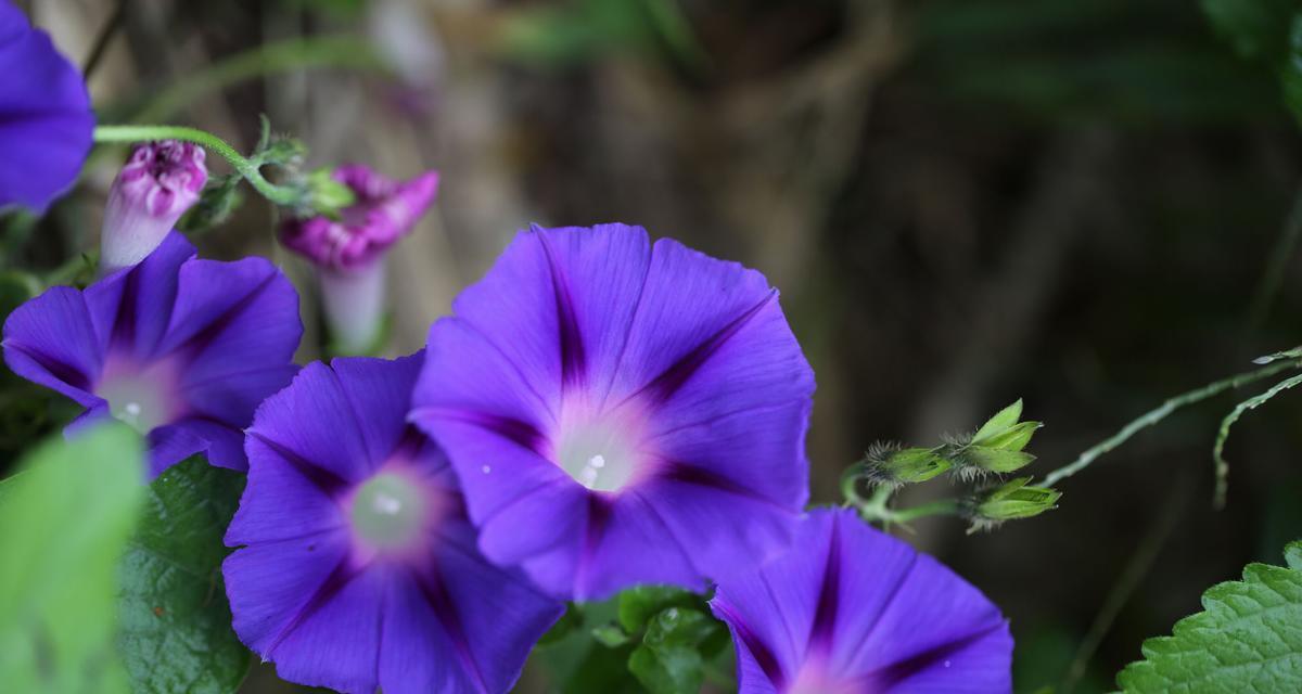 牵牛花（揭秘牵牛花的传统与神话）