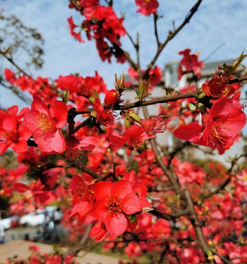 日本海棠花的花语与含义（探寻日本海棠花的深层寓意）