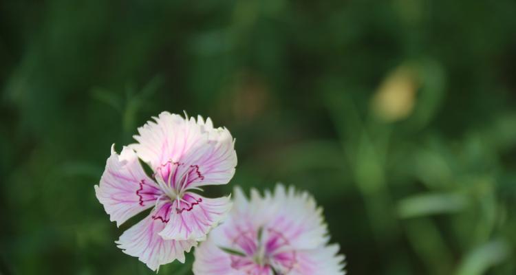 日本石竹花语（美丽的日本石竹花传达深远的情感和纯真的爱意）