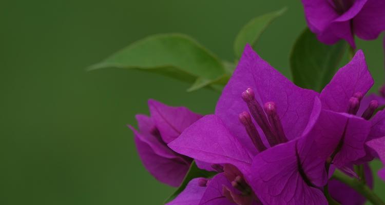 三角梅花之寓意与象征（探索三角梅花的美丽含义）